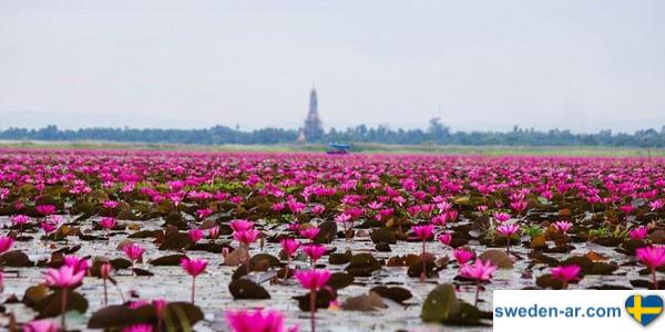 بحر زهور اللوتس الحمراء في تايلاند